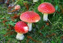 Мухомор красный: полезные свойства