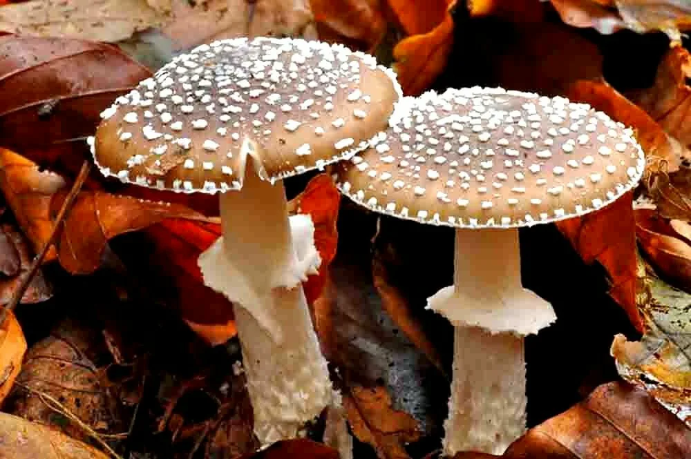 Мухомор Пантерный: сушеный продукт для приготовления разнообразных лекарственных средств