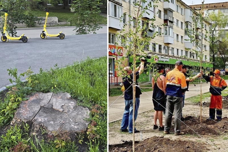 Почему в некогда тенистой Самаре деревьев осталось менее трети от норматива