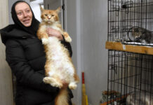 Почему монахиня из Задонска стоит с котятами в воронежских переходах