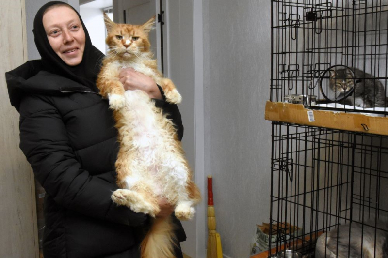 Почему монахиня из Задонска стоит с котятами в воронежских переходах